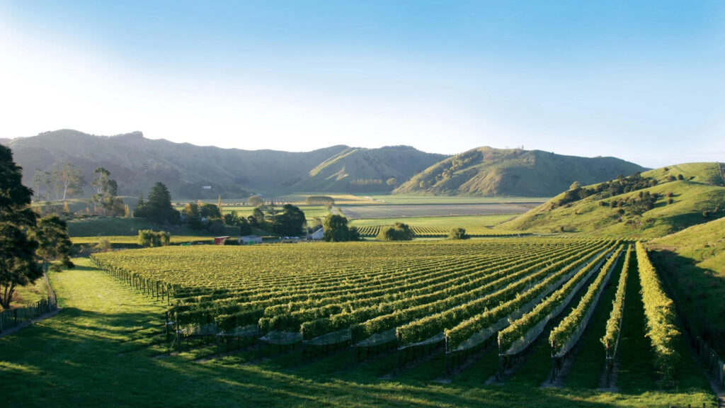 Gisborne Premium Chardonnay Vineyards - New Zealand's Sunrise Wine Region Rows of Chardonnay grapevines in Gisborne wine region vineyards at Poverty Bay, showcasing premium wine industry businesses that benefit from specialized SEO Gisborne services for winery marketing and tourism